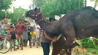 Ont Camel ki Qurbani
