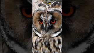 Long-eared Owls Expanding Facial Disc     #shorts #shortsvideo - Asio otus