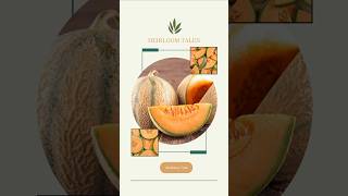 "Hearts of Gold Cantaloupe Sorbet" with Mulberry Tree's Heirloom Tales