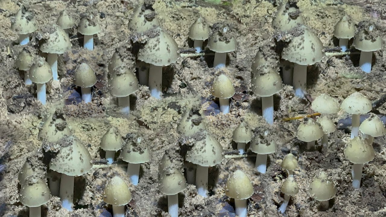 ป๊าดๆ โพดโพ อลังการสุด ๆ หมู่ใหญ่ ดอกใหญ่ ขาใหญ่ ว่าแม่นเห็ดปลวกขาวใหญ่ เก็บเห็ดปลวกจิก น้ำนอง