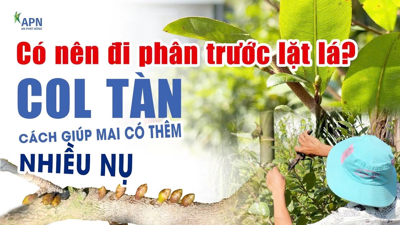 APN - KỸ THUẬT CHĂM SÓC MAI TRƯỚC LẶT LÁ | PHÂN - NƯỚC TƯỚI - CHỐNG SÓC LẠNH