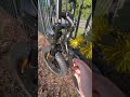 #bikelife #surron #talaria #ridstar #ebike #electricbike #fypシ #fypシ゚viral #shorts #viral #fyp