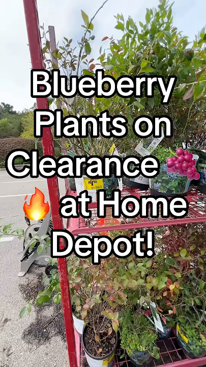 Blueberry Plants on Clearance 🍇🔥 at Home Depot! #gardeningtips #fruitplants #blueberryplant #short