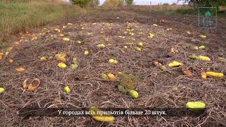 Як за кількасот метрів від ворога живуть мешканці Юнаківської громади