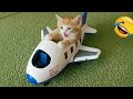 涙が止まらなくなるほど面白い猫と犬を見てみてね！😂