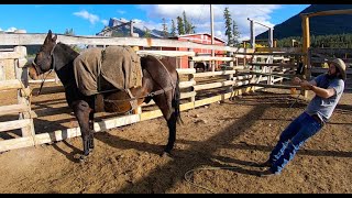 How To Pack A Mule | Diamond Hitch