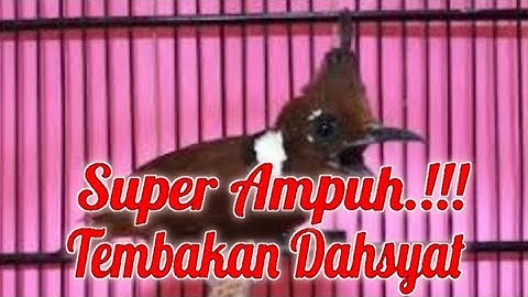 MASTERAN KASAR BURUNG LOMBA❗CILILIN COKLAT Gacor Berjeda 1-3 MENIT