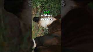 Unveiling The Enigmatic Okapi Secrets Of The Rainforest.