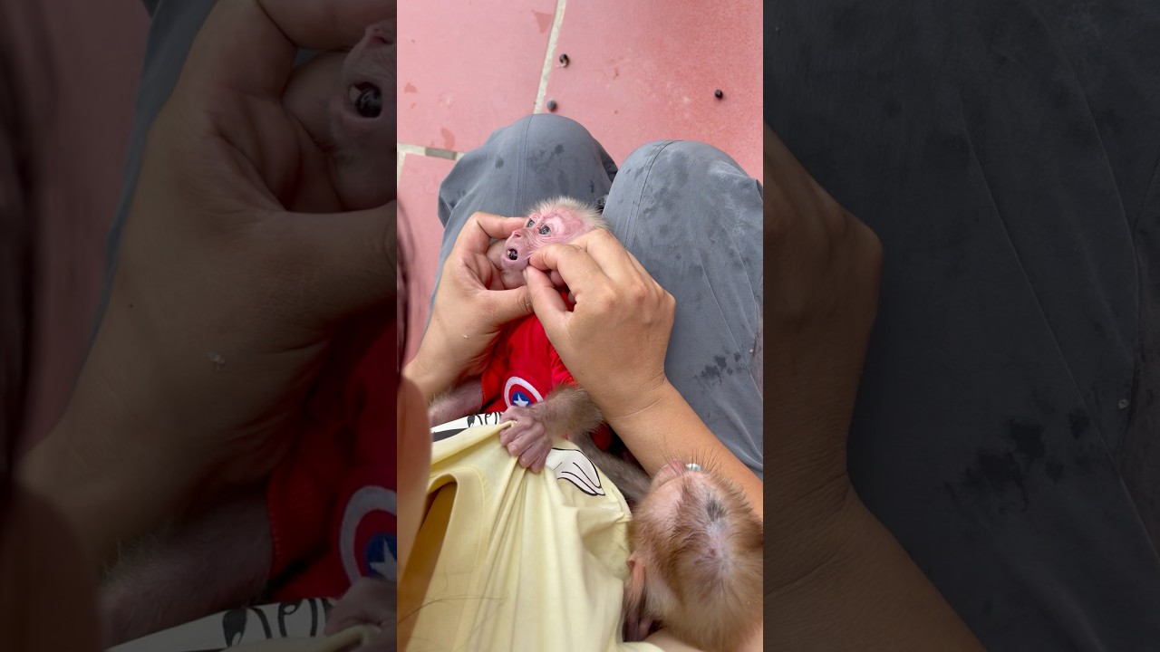 Mother is helping baby monkey take poison out of baby monkey's mouth🥺