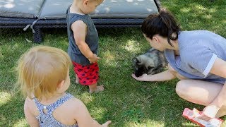 Introducing a Puppy to Cars, Kids, and Puppy Sitters (E04) #12weekpuppychallenge by Social Puppy 7,734 views 5 years ago 6 minutes, 48 seconds