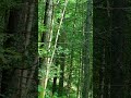 Quiet Woodland Atmosphere