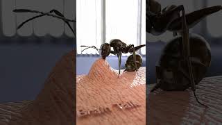 How Ants Bite Humans | 3D Animation Explained #animatedmv #heartbreakanthem #newmusic