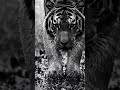 Fear has stripes. 🖤🐅 #DarkCinematic #BlackAndWhite #Tiger #focusmusic #productivity #prestigeworld