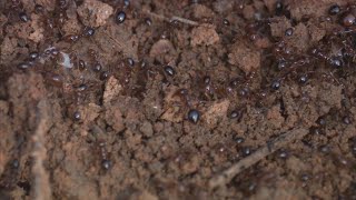 【外來種入侵】再見紅火蟻一場延燒十多年的人蟻之戰 (我們的島 795集 20150209)