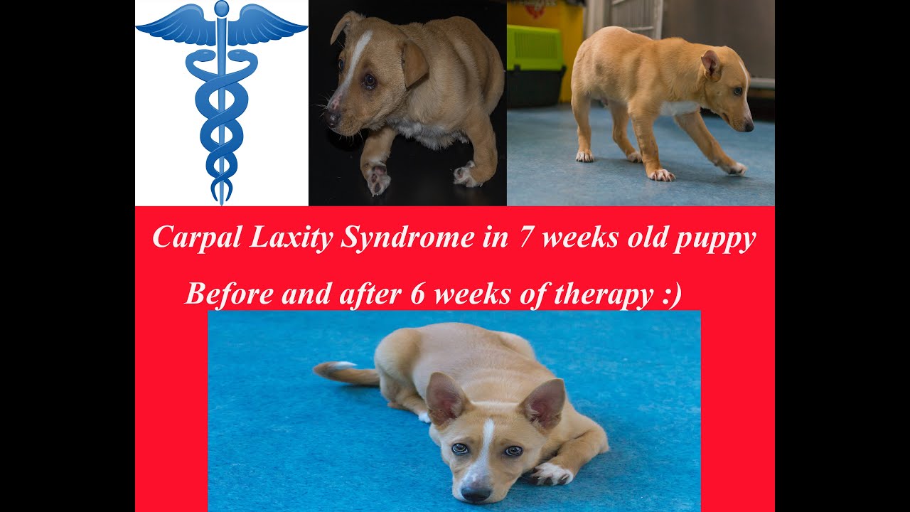 Carpal Laxity Syndrome, puppy 7 weeks old - YouTube