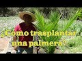 ¿Cómo trasplantar una palmera?