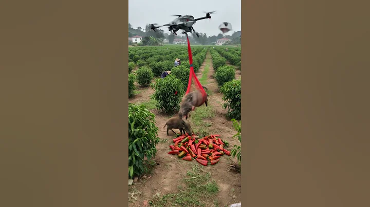 Drones capture wild boars that destroy crops#villagelife#smartfarming #rurallife #farmingtraditions