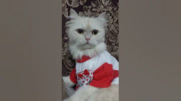 بيقولك عبد الهادي يا مزاجه عبد الهادي يا دماغه عبد الهادي مين قده 