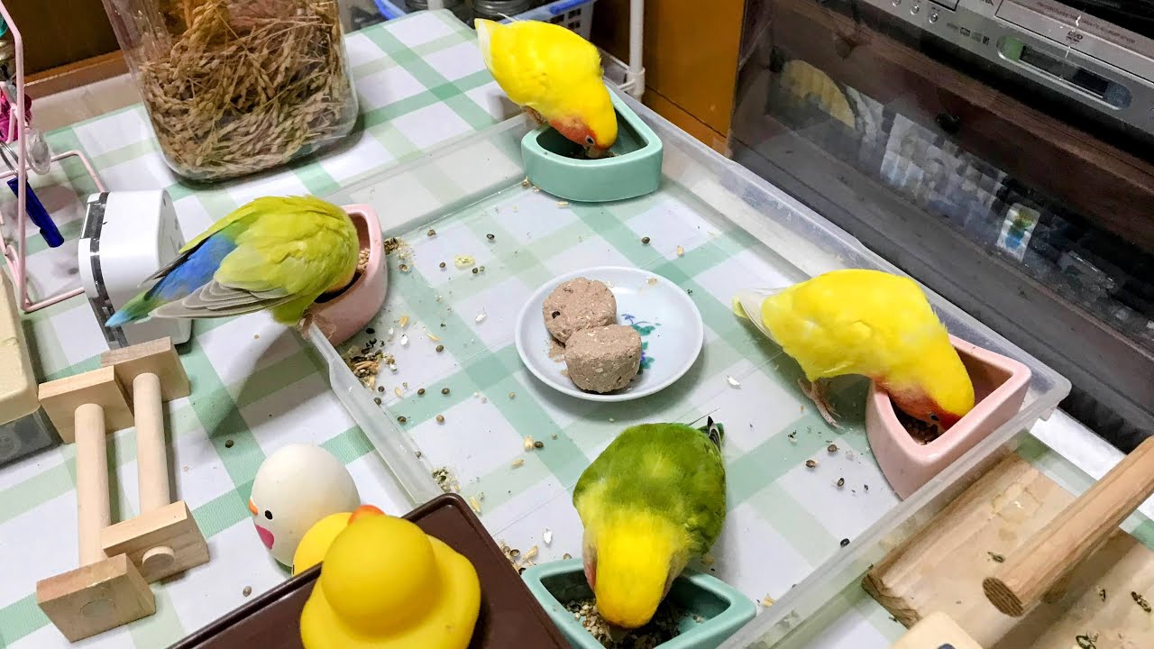 December 2024 の Bird Room