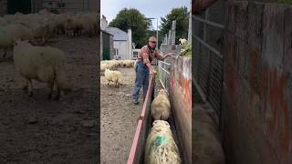 Sorting Sheep #shorts #asmr #4k #sheep