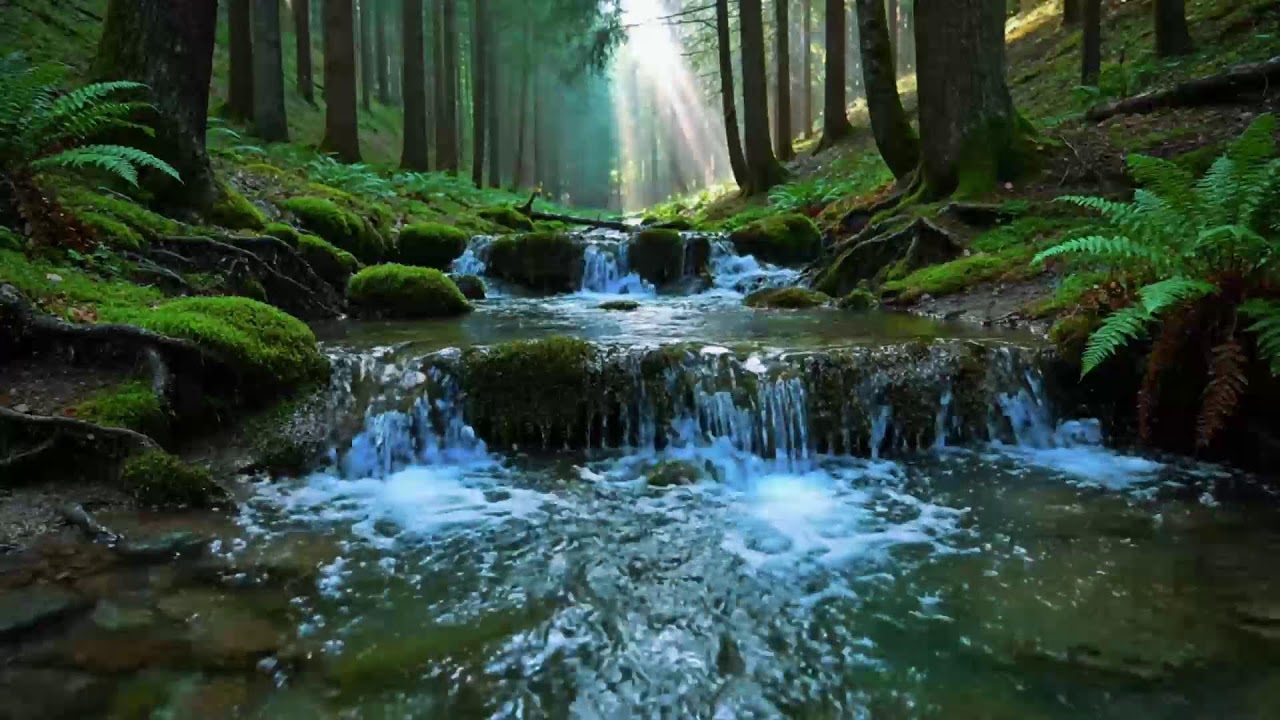 Calming Forest Ambience River Flowing Birds Chirping in Hidden Forest Ambience for Rest, Medicine