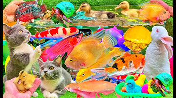 Vịt Con Cá Cảnh Mèo Con Dễ Thương, Bắt Các Con Vật Dễ Thương, Cá Koi, Trê, Cua Ẩn Sĩ, Cua Rùa Ốc Sên