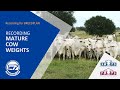 Recording mature cow weights