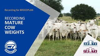 Recording Mature Cow Weights