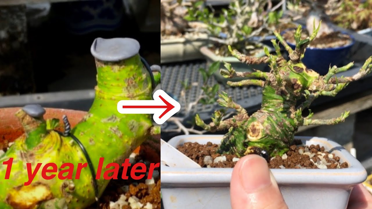 Habis satu demi satu dalam 4 sm biji bonsai Gardenia / Yajimaen @ Bonsai