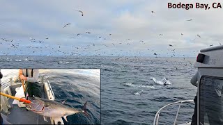 Wide Open Bluefin Tuna Fishing (What Dreams are Made of)