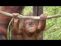Baby Orangutan POPO 32 - 7 Months Old
