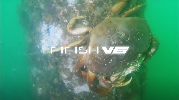 Mating Crabs | Captured in 4K by the FIFISH V6 Underwater Robot