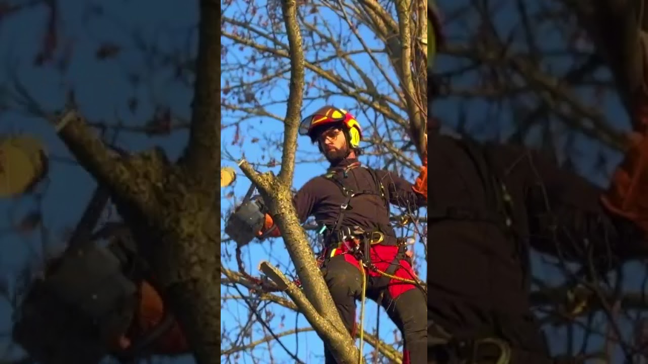 Baum élagage - Présentation de notre entreprise d'élagage à Entrammes en Mayenne