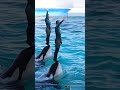 ラビー&ルーナのリフティングバルーンシンクロ!! #Shorts #鴨川シーワールド #シャチ #kamogawaseaworld #orca #killerwhale
