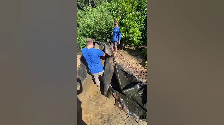 How to build a brand new koi pond! 💦 #shorts #koipond #aquascape #diy