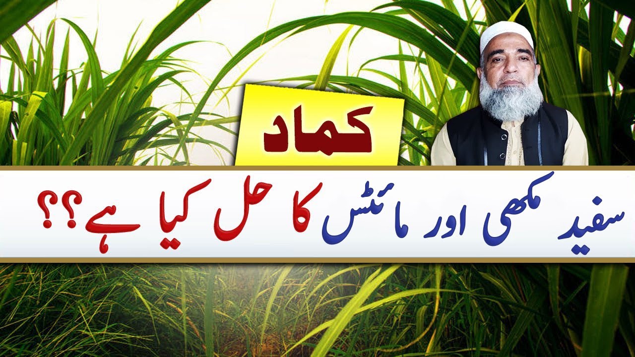 How to control White fly and Mites of Sugarcane || Crop Reformer