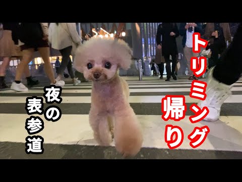 激レア Hello Kitty 子犬のお散歩 プードル 激レア Hello Kitty 子犬のお散歩 プードル 激レア Hello Kitty