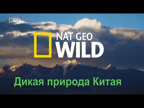 Nat Geo Wild: Дикая природа Китая. Царство дикой природы Тибета / China's wild side