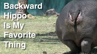 Backward Hippo