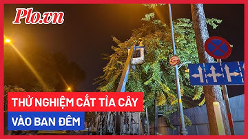 TP.HCM thử nghiệm cắt tỉa cây vào ban đêm để giảm kẹt xe - PLO