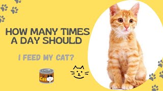How often to feed your CAT #cat