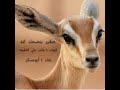 ابوعسكر صغير بنصحك لله حصري 