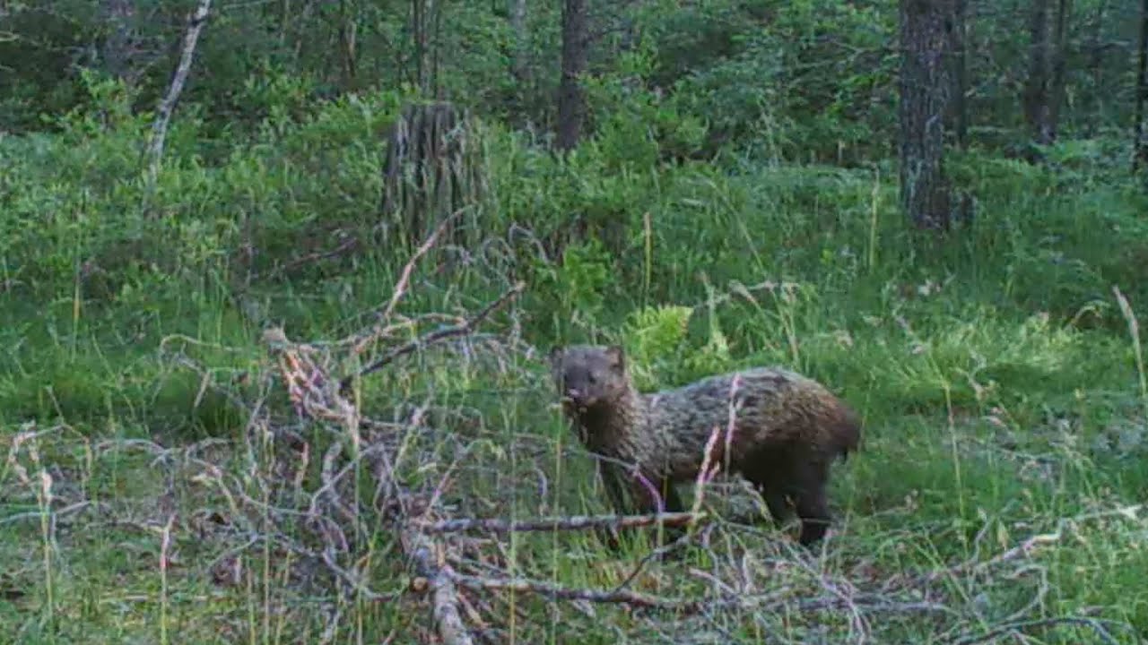 Fisher caught on trail camera YouTube