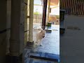 #petlover #chowdary03 #mypet #petlovers #petshorts #puppy #love #care #youtubeshorts #yt #new