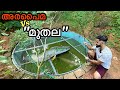 അരപൈമക്ക് തിന്നാൻ കൊടുത്ത “Koi Carp” | ദിവസവും 1Kg മീൻ വേണം..