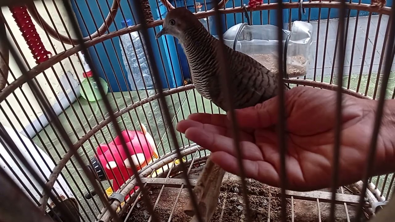 Perkutut Jinak Birahi #birdlovers #burung #perkutut #perkututjinak #perkututbirahi #bird 