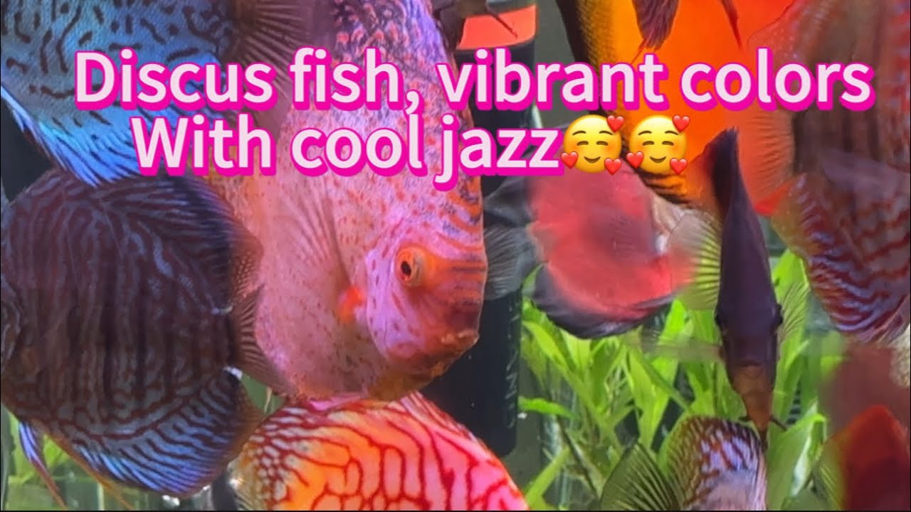Juazz Fish Discus fish , vibrant color with cool Jazz - YouTube