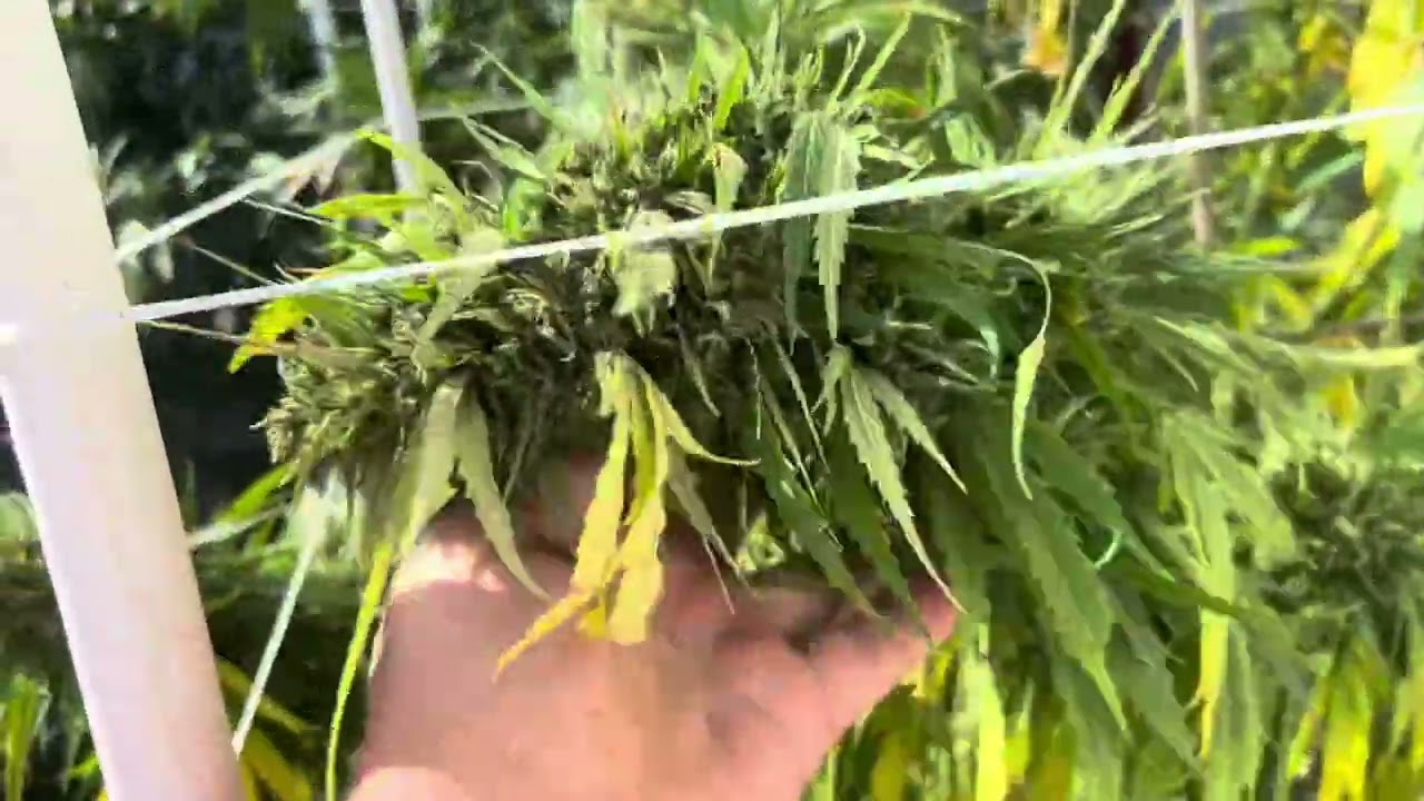 Washing Buds with H202