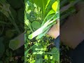 คะน้า #gardening #farming #vegetables #cooking #food #delicious #growyourownfood #agriculture