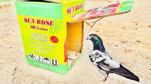 Easy DIY Quick Pigeon Trap Using Cardboard Box |  Creative Bird Trap | @MsBirdTraps |